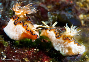 Doriprismatica balut nudibranchs/Photographed with a Cano... by Laurie Slawson 